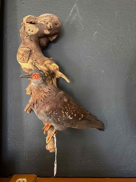 Photo of free Mounted South Africa rock pigeon (McKennan Park) #1