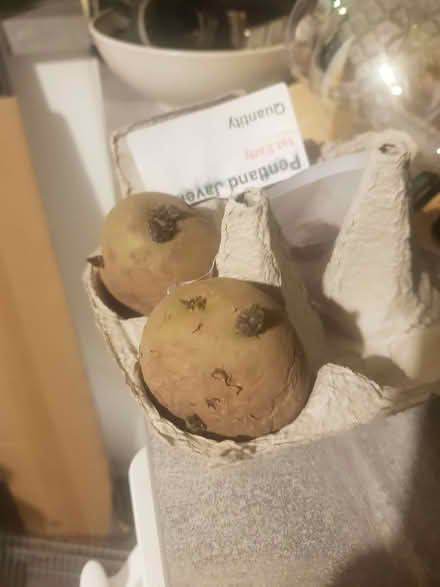 Photo of free Seed potatoes (Loughborough LE11) #2