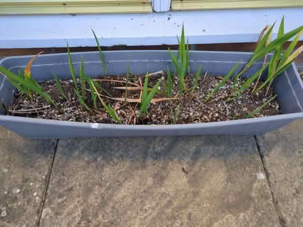 Photo of free Montbretia planter (Crownhill MK8) #1