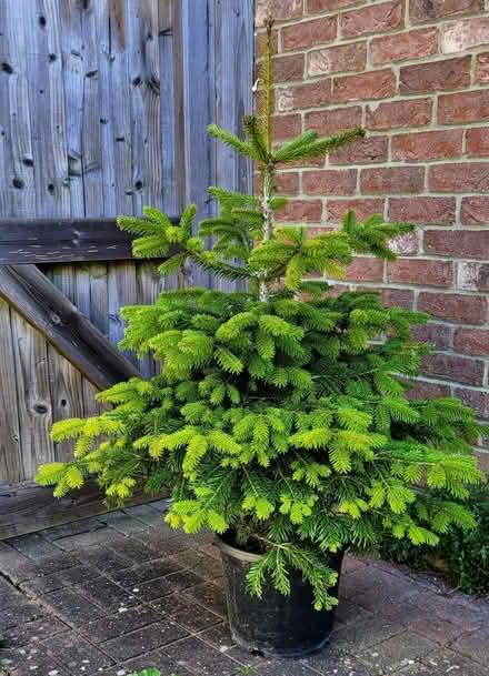 Photo of free Nordmann fir - 4 feet tall tree growing in pot (Downham Market PE38) #2