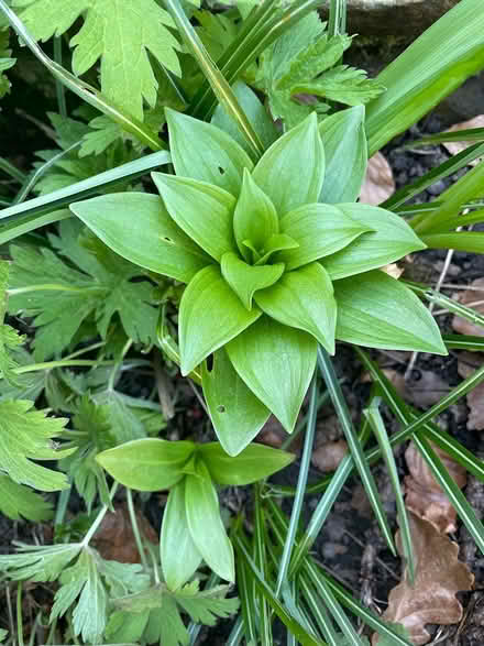 Photo of free Two growing lilies (Headingley LS6) #1