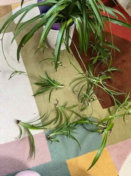 Photo of free Spider plants (Chingford Mount E4) #1