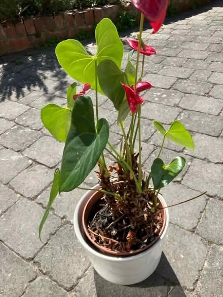 Photo of free House plant (Beauchief S8) #1