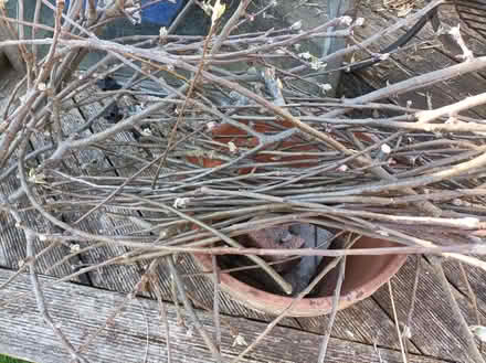 Photo of free Apple tree branches (Chippenham SN15) #1