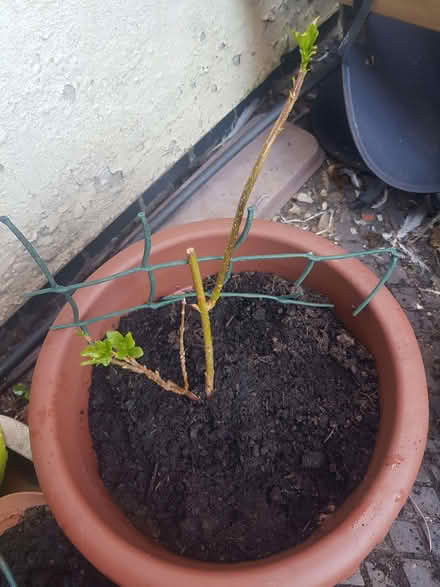 Photo of free Forsythia (Loughborough LE11) #1