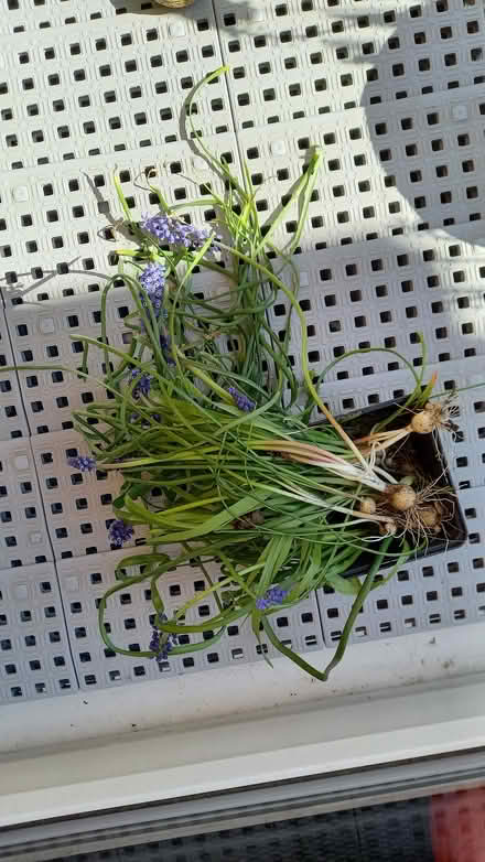 Photo of free Grape hyacinth bulbs (Southbourne BH6) #1