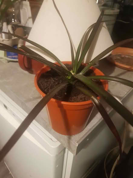 Photo of free Dracaena plant (Loughborough LE11) #1
