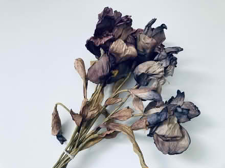 Photo of free Rustic paper irises (Bexhill on sea TN39) #1
