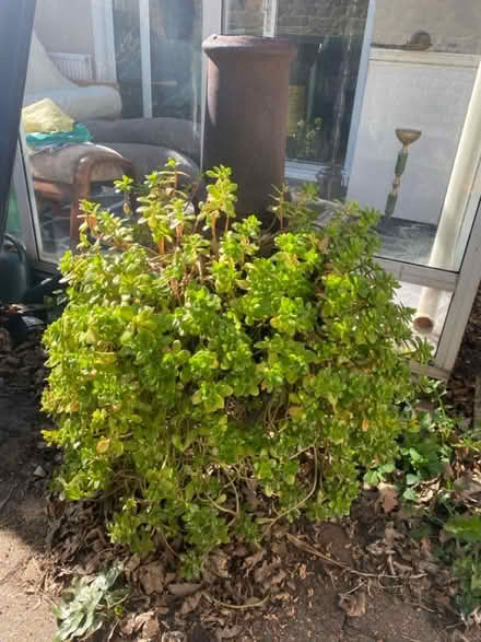 Photo of free Chiminea (TW12) #1