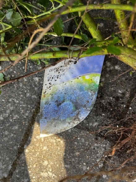 Photo of free Ceanothus shrub (Stamford Lincolnshire) #2