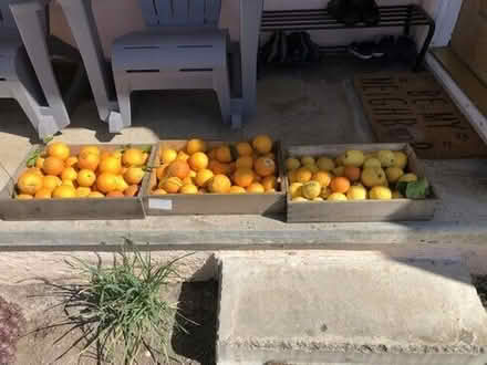Photo of free lemons and oranges from our trees #1
