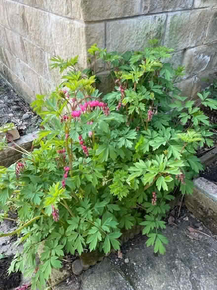 Photo of free Clumps of bleeding heart (Horsforth LS18) #1