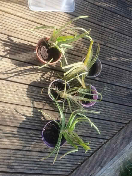 Photo of free Aloe Vera plants 🪴 (Gosforth ne3) #1