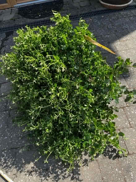 Photo of free Ceanothus shrub (Stamford Lincolnshire) #1