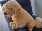 Photo of free Large Cuddly Dog toy - Spence #1