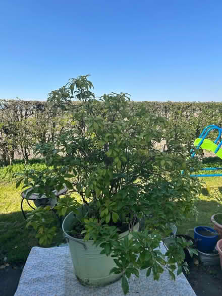 Photo of free Garden planters x 2 (Weighbridge FK9) #4