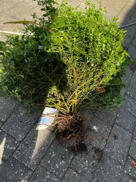 Photo of free Ceanothus shrub (Stamford Lincolnshire) #3