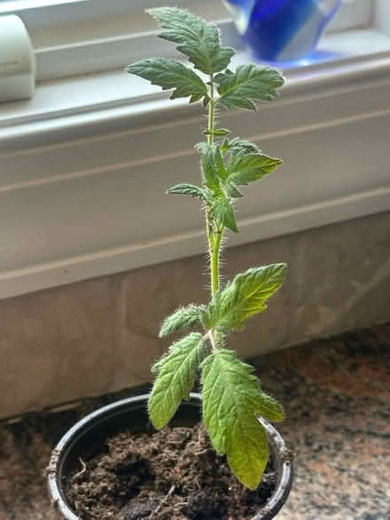 Photo of free Tomato seedlngs (Belle mead) #1