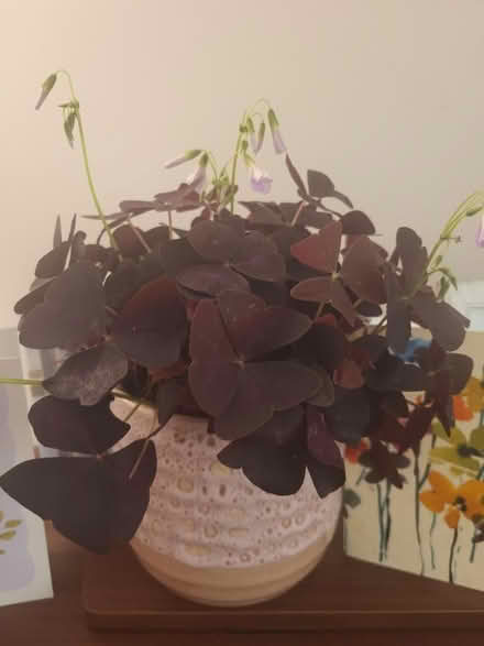 Photo of free Plant and pot (Arundel) #1