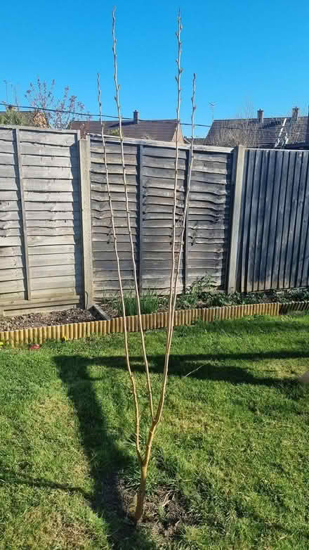 Photo of free Mulberry Tree (Reigate) #1