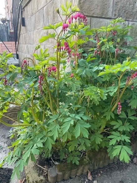Photo of free Clumps of bleeding heart (Horsforth LS18) #2