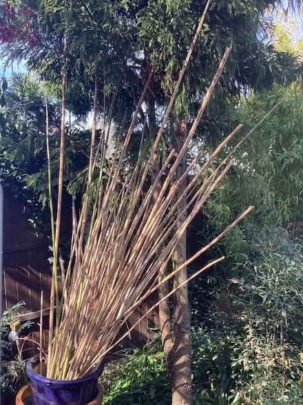 Photo of free Bamboo Canes (DA1) #1