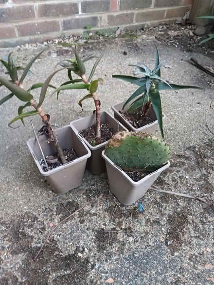 Photo of free Plants (Hailsham BN27) #1