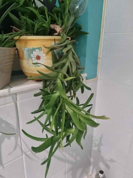 Photo of free Aloe cutting (Coldean BN1) #1