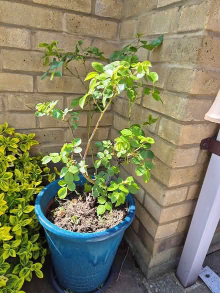 Photo of free Rose plants in blue pots (Wrestlingworth) #2
