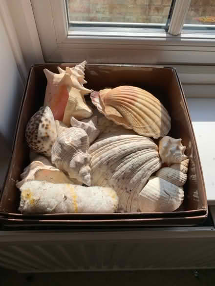 Photo of free Box of large sea shells (OX10 6hq) #1