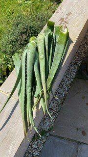Photo of free Aloe Vera leaves (Edington BA13) #1
