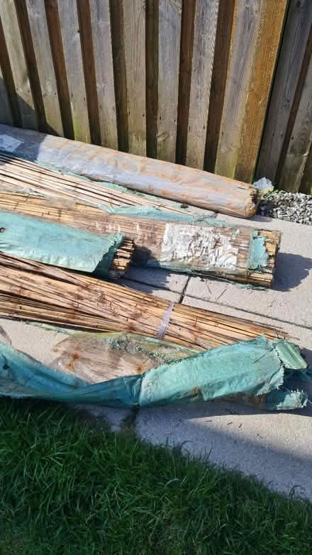 Photo of free Bamboo fence screening (Scotstoun G14) #4
