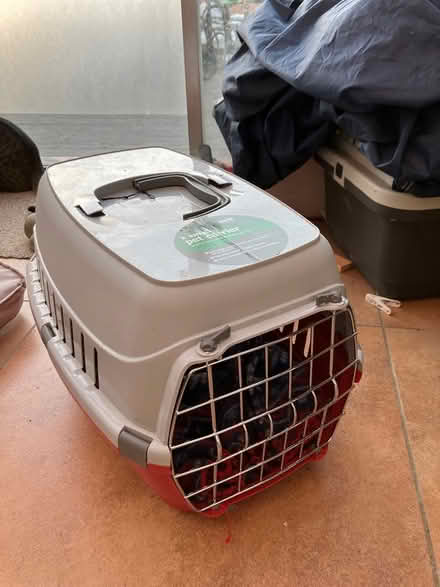 Photo of free Cat carrier (Morden) #2