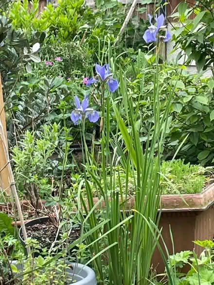Photo of free Blue Iris bulbs (NG9, Beeston) #1