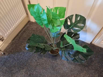 Photo of free Artificial plant (Nailsworth GL6) #1