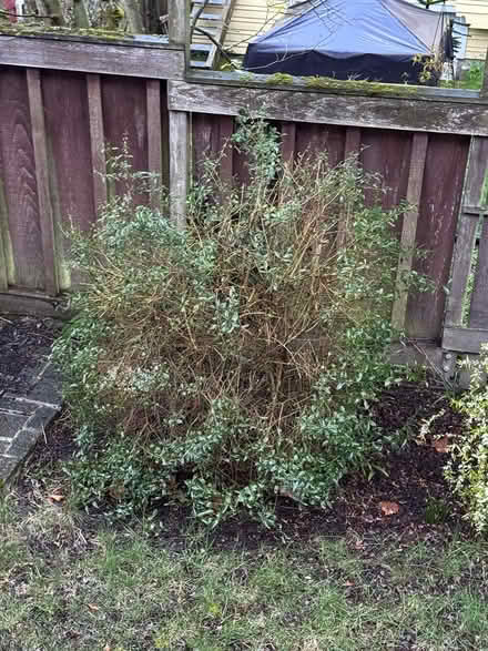 Photo of free Privet bush and cutting (Wallingford) #3