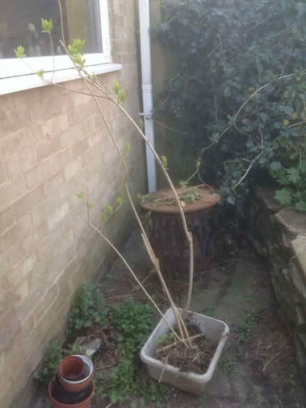 Photo of free forsythia bush (Quinton B32) #2