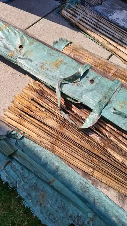 Photo of free Bamboo fence screening (Scotstoun G14) #3