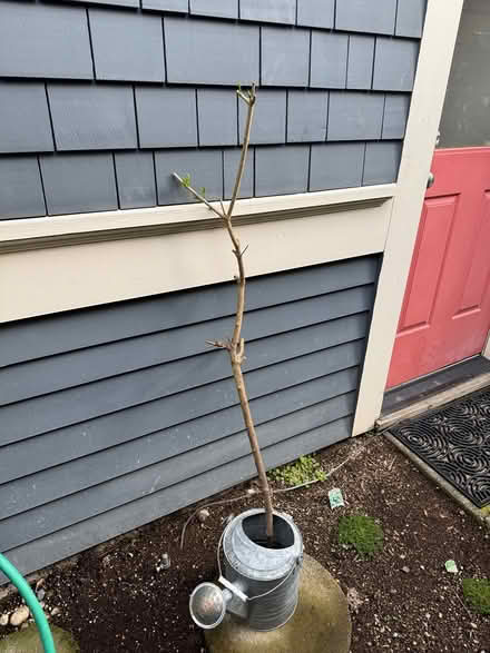 Photo of free Privet bush and cutting (Wallingford) #2