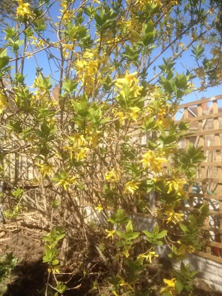 Photo of free forsythia bush (Quinton B32) #1