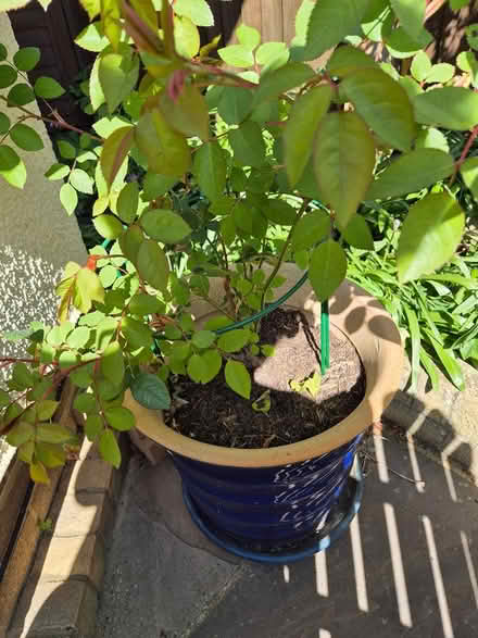Photo of free Rose plants in blue pots (Wrestlingworth) #1