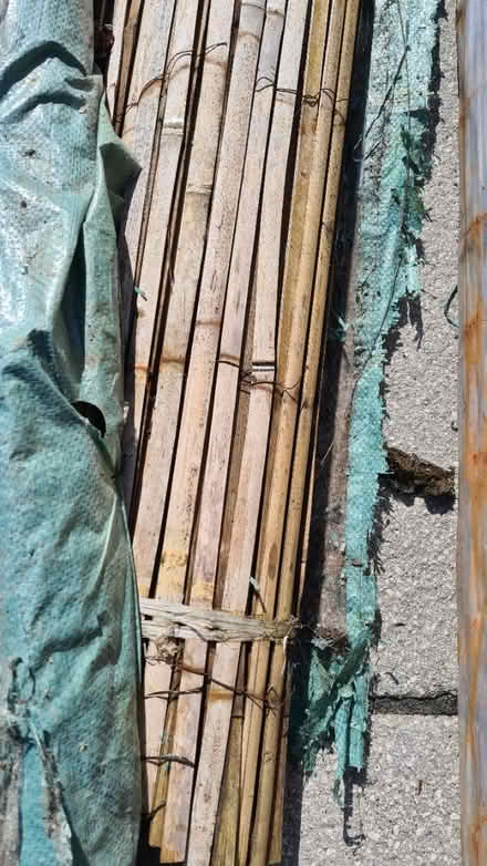 Photo of free Bamboo fence screening (Scotstoun G14) #1