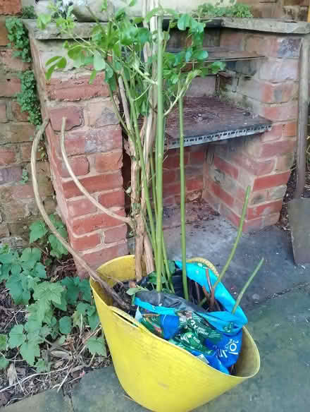 Photo of free Rose and honeysuckle (Brincliffe S11) #1