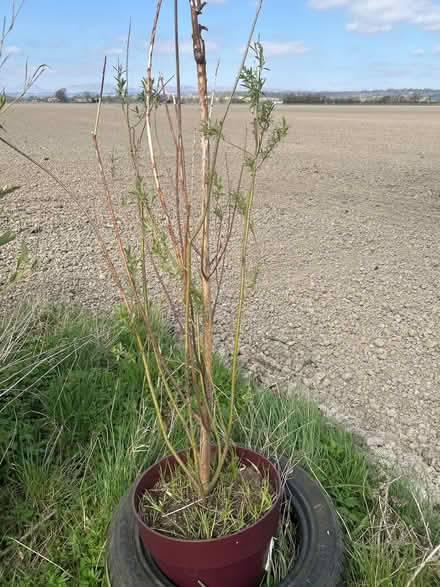 Photo of free Pussy Willow Plant (Weighbridge FK9) #1
