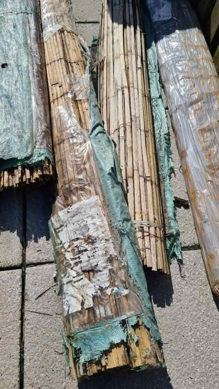 Photo of free Bamboo fence screening (Scotstoun G14) #2