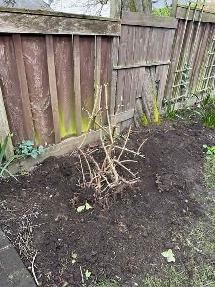 Photo of free Privet bush and cutting (Wallingford) #1