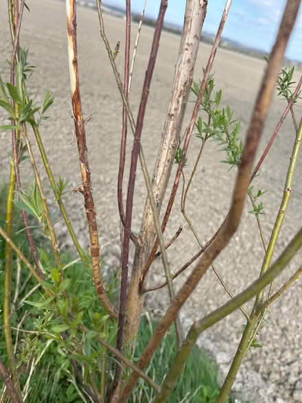 Photo of free Pussy Willow Plant (Weighbridge FK9) #3