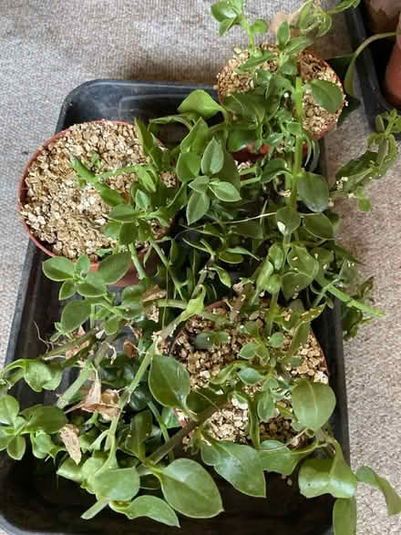 Photo of free House plants (NG9, Beeston) #1