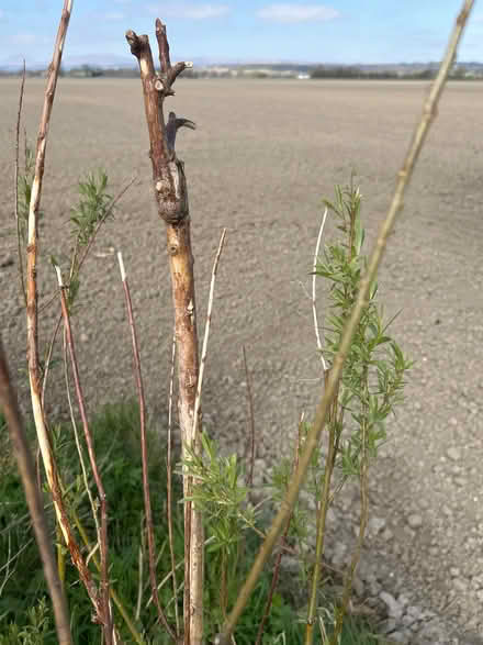 Photo of free Pussy Willow Plant (Weighbridge FK9) #2