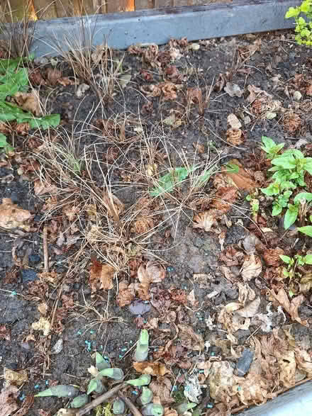 Photo of free Self seeded ornamental grasses (Malvern Link WR14) #1